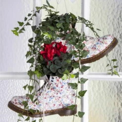 Alpenveilchen 'Outland', Rot/weiß, Topf-Ø 10,5 Cm, 6er-Set 15 Alpenveilchen 'Outland', Rot/weiß, Topf-Ø 10,5 Cm, 6er-Set -LECHUZA || Wagner Verkaufsgeschäft Cyclamen persicum rot 4 69027