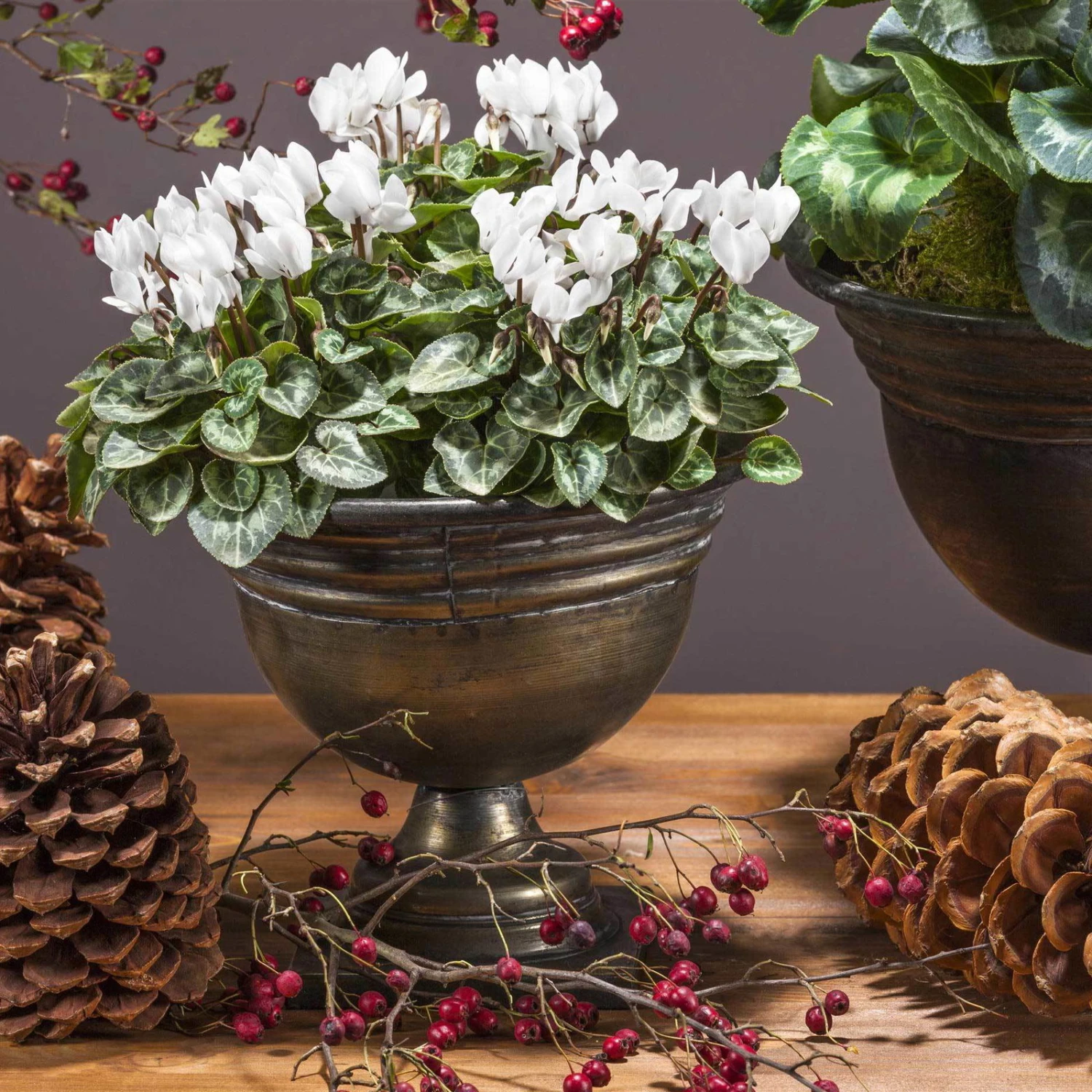 Alpenveilchen 'Outland', Rot/weiß, Topf-Ø 10,5 Cm, 6er-Set 5 Alpenveilchen 'Outland', Rot/weiß, Topf-Ø 10,5 Cm, 6er-Set – Bild 3