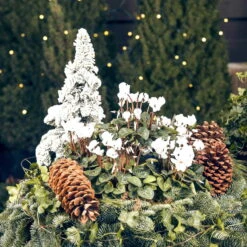 Alpenveilchen 'Outland', Weiß, Topf-Ø 10,5 Cm, 6er-Set 11 Alpenveilchen 'Outland', Weiß, Topf-Ø 10,5 Cm, 6er-Set -LECHUZA || Wagner Verkaufsgeschäft Weihnachtsdeko mit Cyclamen persicum weiss 69018