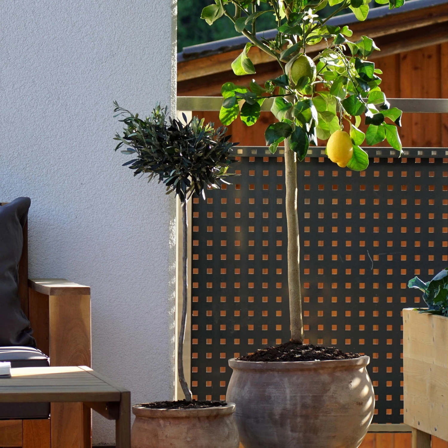 Zitronenbaum, Stamm, Topf-Ø 20 Cm, Höhe Ca. 60 Cm 4 Zitronenbaum, Stamm, Topf-Ø 20 Cm, Höhe Ca. 60 Cm – Bild 2